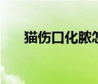 貓傷口化膿怎么辦（傷口化膿怎么辦）