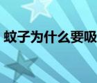 蚊子為什么要吸血視頻（蚊子為什么要吸血）