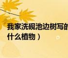 我家洗硯池邊樹(shù)寫(xiě)的植物是什么花（我家洗硯池邊樹(shù)寫(xiě)的是什么植物）