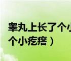 睪丸上長了個小疙瘩是什么情況（睪丸上長了個小疙瘩）