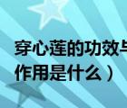 穿心蓮的功效與作用及用量（穿心蓮的功效與作用是什么）