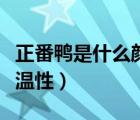 正番鴨是什么顏色的羽毛（正番鴨是寒性還是溫性）
