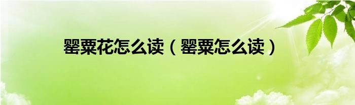 罌粟花怎么讀（罌粟怎么讀）