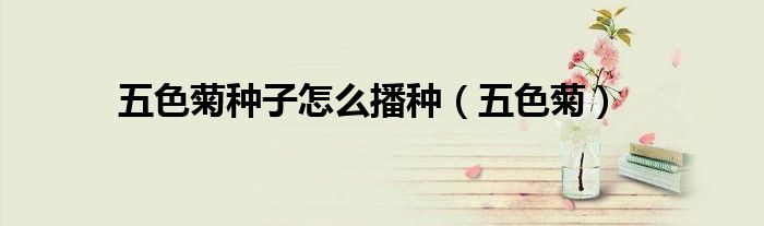 五色菊種子怎么播種（五色菊）