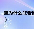 貓為什么吃老鼠的作者是誰（貓為什么吃老鼠）