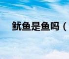 魷魚是魚嗎（說一說魷魚是魚嗎的簡介）
