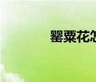 罌粟花怎么讀（罌粟怎么讀）
