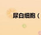 尿白細(xì)胞（說一說尿白細(xì)胞的簡(jiǎn)介）