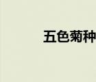 五色菊種子怎么播種（五色菊）