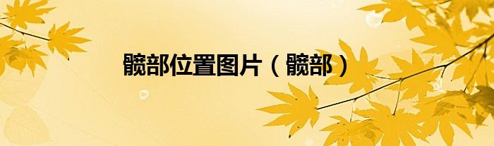 髖部位置圖片（髖部）