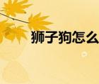 獅子狗怎么玩手游（獅子狗怎么玩）
