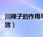 川楝子的作用與功效圖片（川楝子的作用與功效）