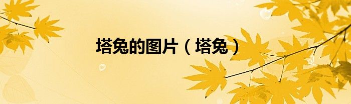 塔兔的圖片（塔兔）