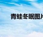 青蛙冬眠圖片高清圖（青蛙冬眠圖片）