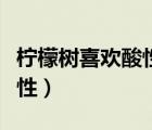 檸檬樹(shù)喜歡酸性還是堿性（檸檬呈酸性還是堿性）