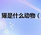 獾是什么動物（說一說獾是什么動物的簡介）