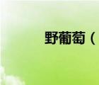 野葡萄（說(shuō)一說(shuō)野葡萄的簡(jiǎn)介）