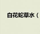 白花蛇草水（說一說白花蛇草水的簡介）