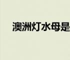 澳洲燈水母是什么樣子的（澳洲燈水母）