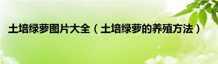 土培綠蘿圖片大全（土培綠蘿的養(yǎng)殖方法）