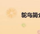 鴕鳥簡介100字（鴕鳥簡介）