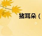 豬耳朵（說(shuō)一說(shuō)豬耳朵的簡(jiǎn)介）