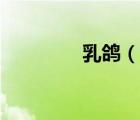 乳鴿（說一說乳鴿的簡介）