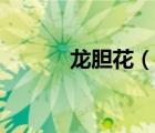 龍膽花（說一說龍膽花的簡介）