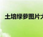 土培綠蘿圖片大全（土培綠蘿的養(yǎng)殖方法）