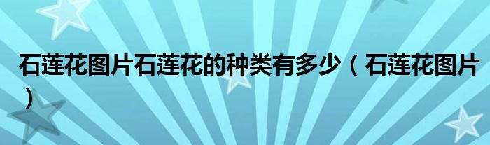 石蓮花圖片石蓮花的種類有多少（石蓮花圖片）