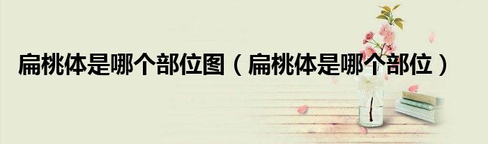 扁桃體是哪個(gè)部位圖（扁桃體是哪個(gè)部位）