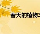 春天的植物350字作文（春天的植物）