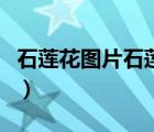 石蓮花圖片石蓮花的種類有多少（石蓮花圖片）
