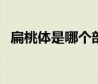 扁桃體是哪個(gè)部位圖（扁桃體是哪個(gè)部位）