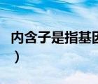 內(nèi)含子是指基因內(nèi)的非編碼序列（內(nèi)含子是指）