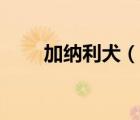 加納利犬（說(shuō)一說(shuō)加納利犬的簡(jiǎn)介）