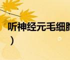 聽神經(jīng)元毛細(xì)胞一旦死去會不會再生（聽神經(jīng)）