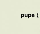 pupa（說一說pupa的簡介）