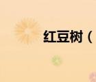 紅豆樹（說一說紅豆樹的簡介）