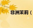 非洲茉莉（說(shuō)一說(shuō)非洲茉莉的簡(jiǎn)介）