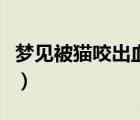 夢(mèng)見被貓咬出血是什么意思（夢(mèng)見被貓咬出血）