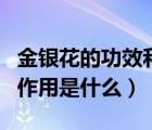 金銀花的功效和作用有哪些（金銀花的功效和作用是什么）