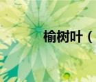 榆樹葉（說一說榆樹葉的簡介）
