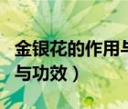 金銀花的作用與功效濕熱體質（金銀花的作用與功效）