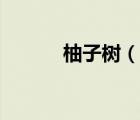 柚子樹（說一說柚子樹的簡介）