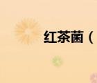 紅茶菌（說一說紅茶菌的簡介）