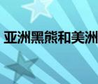 亞洲黑熊和美洲黑熊的區(qū)別（亞洲黑熊英文）
