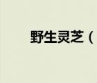 野生靈芝（說(shuō)一說(shuō)野生靈芝的簡(jiǎn)介）