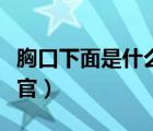 胸口下面是什么器官圖解（胸口下面是什么器官）