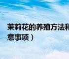 茉莉花的養(yǎng)殖方法和注意事項北方（茉莉花的養(yǎng)殖方法和注意事項）